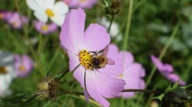 Bir arı bir çiçeğin üzerine uçar ve yazın nektar toplar..