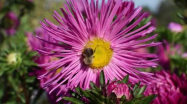 Bir arı güneş ışığı altında yaz aylarında menekşe çiçeği nektar toplar