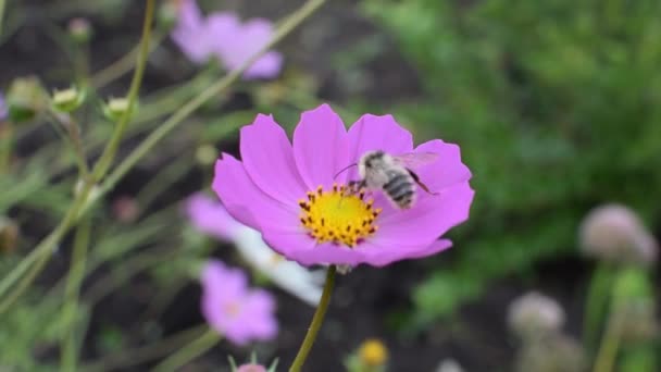 Een Wasp Verzamelt Nectar Bloem Met Geel Centrum Zomer Onder — Stockvideo