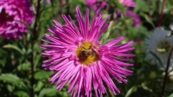 Una Abeja Recoge Néctar Flor Violeta Verano Bajo Luz Del — Vídeos de Stock