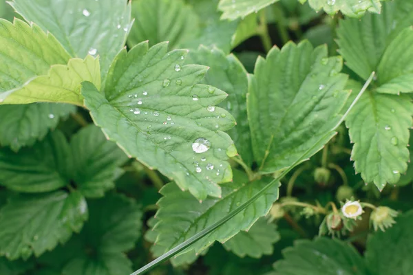 Picături de apă pe frunzele de căpșuni după ploaie în grădină — Fotografie, imagine de stoc