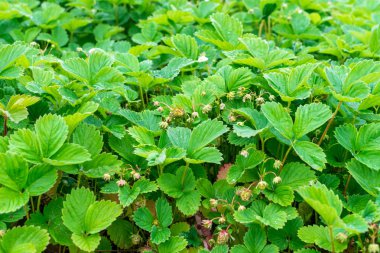 Güneş altında sabah bahçede bir çalı üzerinde Yeşil çilek