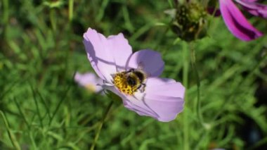 Bir arı güneş ışığı altında yaz aylarında menekşe çiçeği nektar toplar