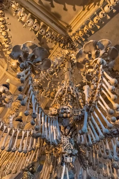 Lamba gölgeli kemiklerin ve kafataslarının dekoratif sergi.