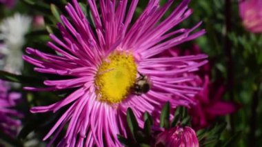 Bir arı bahçede güneş ışığı altında yaz aylarında menekşe çiçek nektar toplar
