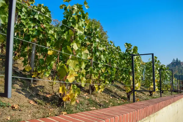 Виноградники з дротяним парканом в ряд під сонцем вранці — стокове фото