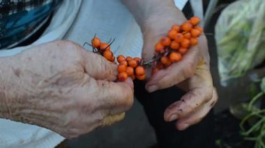 Yaşlı bir adam hasat sırasında bahçede bir kavanozda elleriyle deniz dikeni toplar