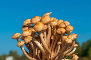 Ormanda sonbaharda gökyüzüne karşı taze yırtık bal agarics Grubu