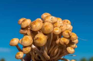 Ormanda sonbaharda gökyüzüne karşı taze bal mantar grubu