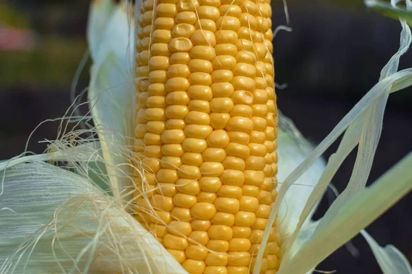 Gele maïs blootgelegd met groene blad op COB onder zonlicht bij tuin close-up — Stockfoto