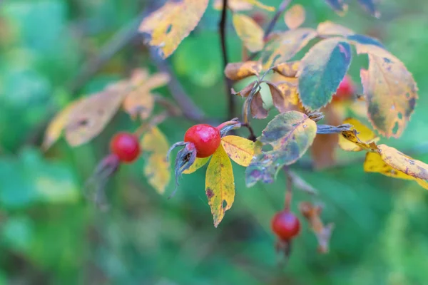 Red rosehip berries in the forest on a bush branch — Stock Photo, Image