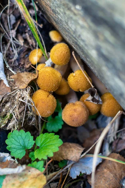 Chapéus amarelos cogumelos sob um log na floresta no outono — Fotografia de Stock