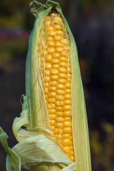 Ucho kukurydzy z dużymi żółtymi, smacznymi ziarnami w ogrodzie jesienią z zielonymi liśćmi — Zdjęcie stockowe