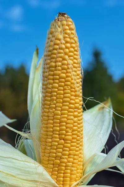 Niepokryte ucho kukurydzy z dużymi żółtymi ziarnami w ogrodzie z zielonymi liśćmi — Zdjęcie stockowe