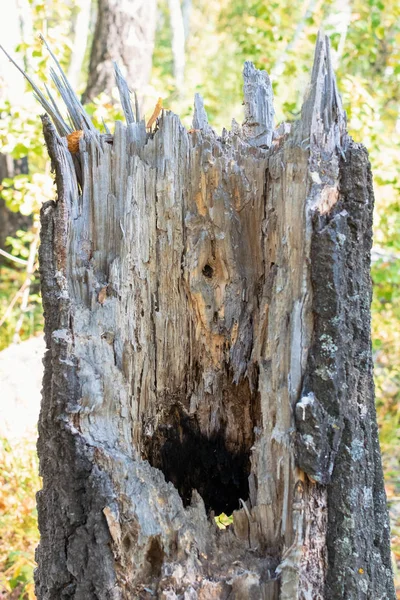 Un ciot de copac vechi cu un mijloc putred și o gaură în pădure — Fotografie, imagine de stoc