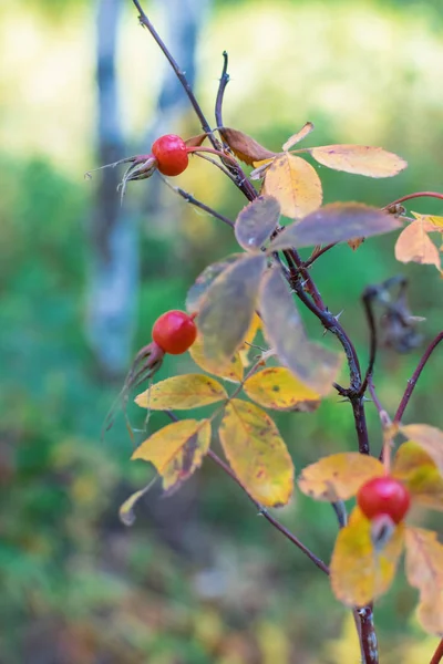 Red rosehip berries on a branch with thorns in autumn in forest for health — Stock Photo, Image