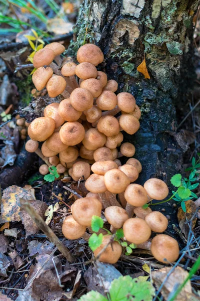 Um grande grupo de cogumelos de mel frescos sob a árvore com musgo no outono na floresta — Fotografia de Stock