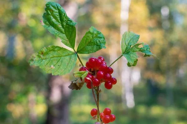 Красные ягоды на ветке с зелеными листьями в лесу — стоковое фото
