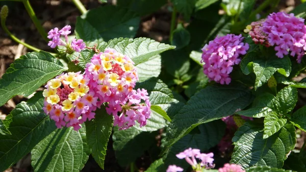 Çiçek Bahçe, New York