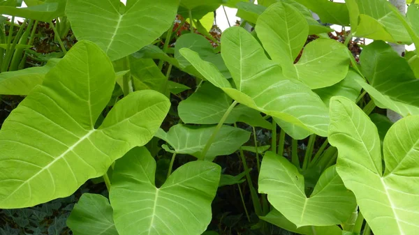 Yeşil yaprakları, şehir bahçe