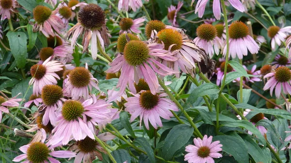 Pembe çiçek, Bahçe çiçek