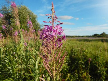 Blooming Willow ot Ivan çay fireweed Epilobium angustifolium. Dar-terk Kıbrıs.