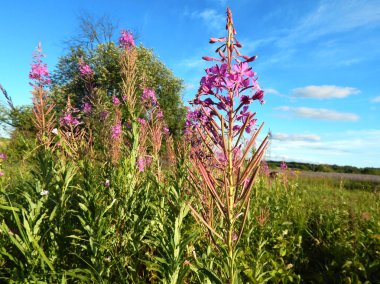 Blooming Willow ot Ivan çay fireweed Epilobium angustifolium. Dar-terk Kıbrıs.