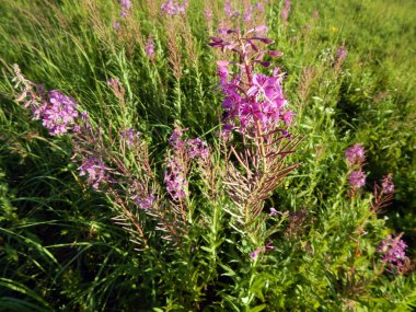 Blooming Willow ot Ivan çay fireweed Epilobium angustifolium. Dar-terk Kıbrıs.