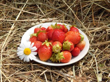 papatya ile saman bir arka plan üzerinde beyaz bir tabakta çilek