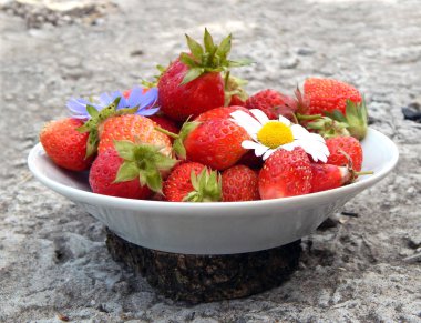 Gri betona karşı beyaz bir tabak ta sulu olgun çilek. Çilekler arasında papatya ve menekşe çiçeği