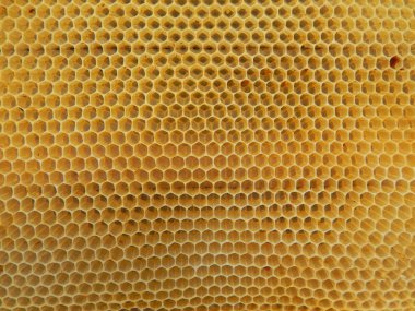Arılar tarafından inşa edilmiş boş balmumu petek dokusu. Üstte görüntü.