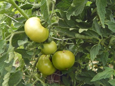 Bush'ta yetişen büyük yeşil domatesler
