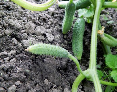 Bahçede küçük bir salatalık yetişir.