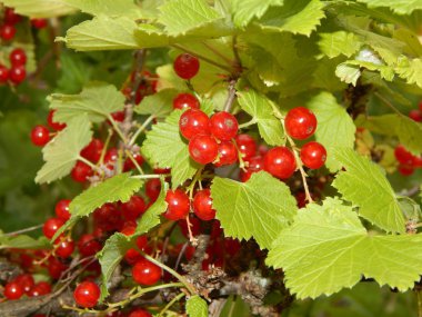 Kırmızı frenk üzümü Bir Bush üzerinde yetişir. Yapraklarda kırmızı frenk üzümü demetleri