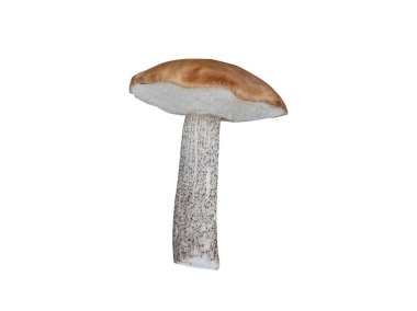 Beyaz zemin üzerinde izole mantar boletus