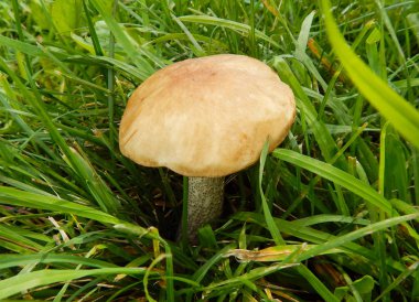 Güneş ışığında yeşil çimüzerinde mantar boletus