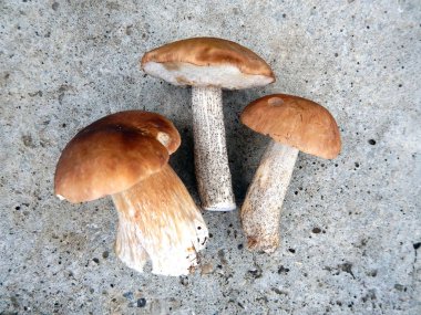 Beton arka plan üzerinde üç boletus mantarı