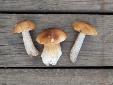 Ahşap tahtaların arka planında üç boletus mantarı