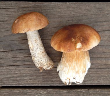 Ahşap tahtaların arka planında üç boletus mantarı