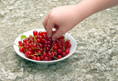 Çocuğun eli kırmızı kuş üzümü bir tabak bir berry alır. Sağlıklı bebek maması