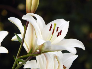 Beyaz Lily yakın çekim, bulanık arka plan