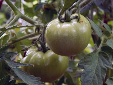 Bush'ta yetişen büyük yeşil domatesler