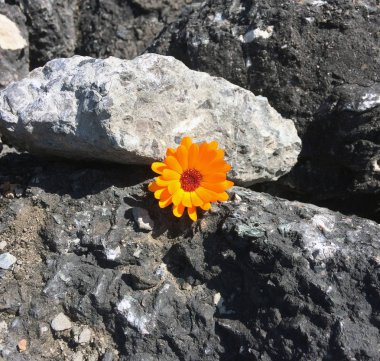 Büyük taşlardan yetişen turuncu yabani çiçek. Güç, dayanıklılık, irade kavramı