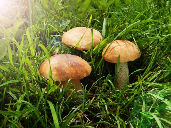 Τρία Μανιτάρια Boletus Πράσινο Γρασίδι Στο Φως Του Ήλιου — Φωτογραφία Αρχείου