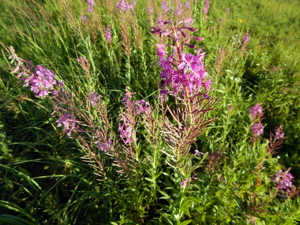 Erba Salice Fiore Ivan Tea Fireweed Epilobium Angustifolium Cipro Foglie — Foto Stock