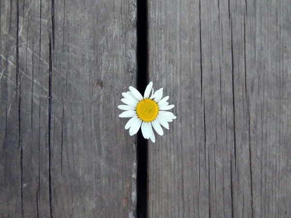 One Daisy Trouve Dans Écart Entre Les Planches Bois Gris — Photo