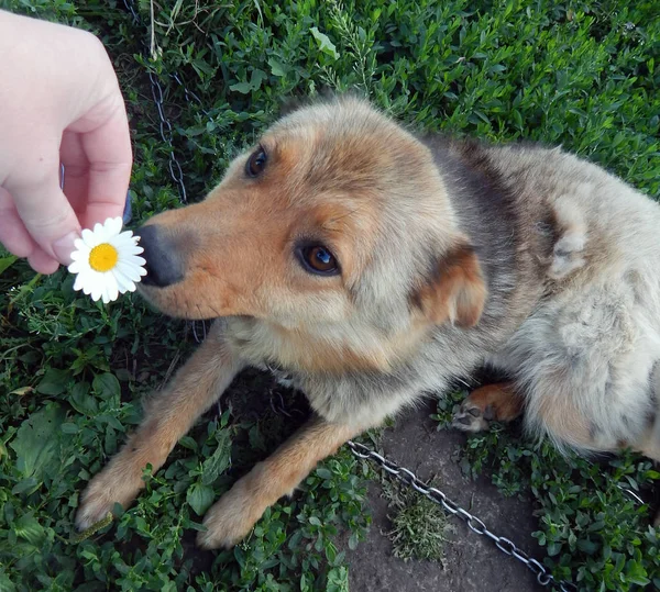 Brown Dog Lying Grass Sniffing Daisy — Stock Photo, Image