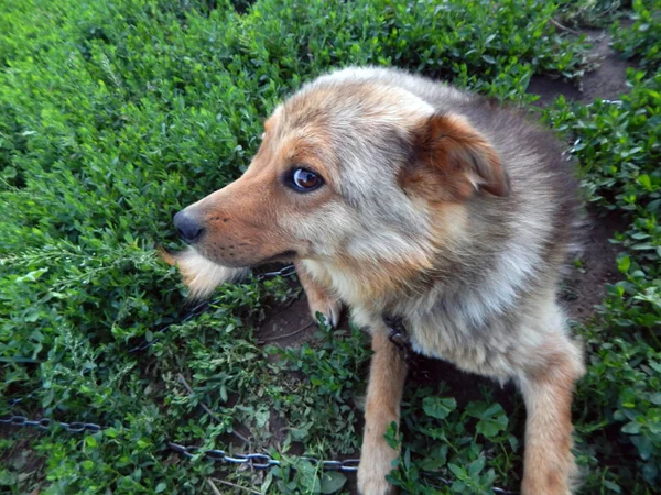 Brown Dog Lying Grass — Stock Photo, Image