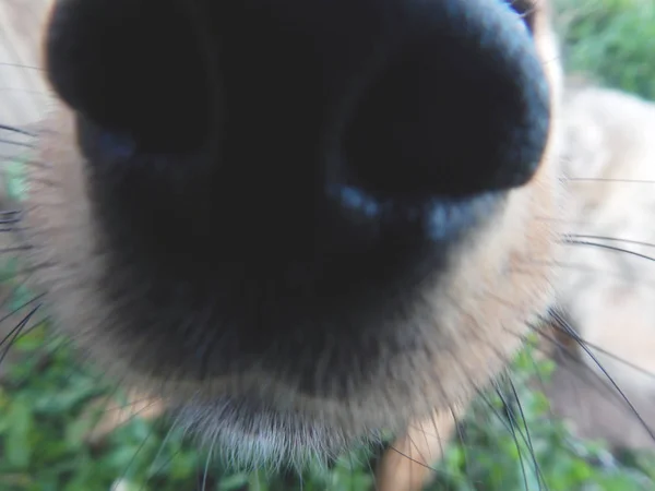 Nariz Del Perro Fondo Borroso — Foto de Stock