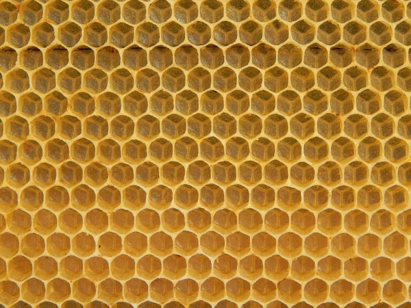 Texture Des Rayons Cire Vides Construits Par Les Abeilles Vue — Photo